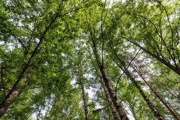 Bottom-up view of the crown of tall trees