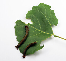 Moth caterpillars on a leaf with holes and damage isolated on white. A leaf of a tree damaged by...