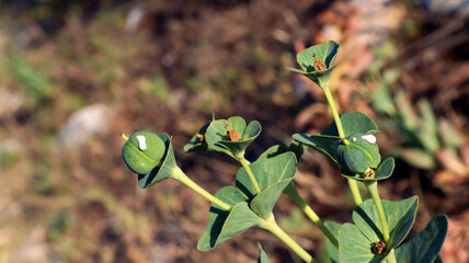 Green fruits, Euphorbia berries with white milky juice, close-up. Euphorbia helioscopia, Plants of the mountains of Spain, Alicante.
