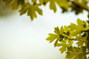 Acer campestre, leaves of maple tree