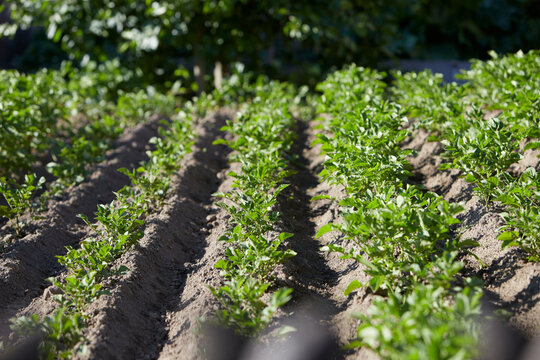 small patato field in a garden, young plants