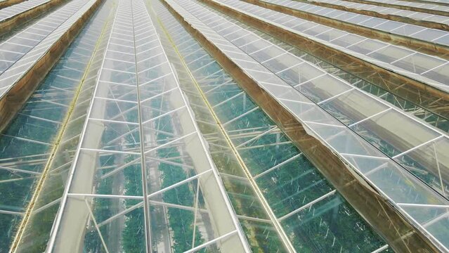 greenhouses aerial view. greenhouse farming, vegetable cultivation in greenhouses, agriculture industry. fruits in sunlight of sunset aerial view by sea. Plastic roofs greenhouses field background.