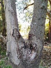 Fototapeta premium Tronco del àrbol de Abeto en el parque de la ciudad en forma de triàngulo con nudos y grietas en su base texturizada, presenta un original diseño natural abstracto con fondo de las hojas del bosque