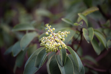 Flowers of Arbutus andrachne, commonly called the Greek strawberry tree, grows on Mediterranean coast, Turkey.