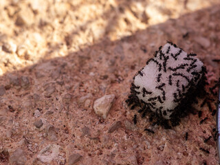 ants on cube sugar, team work idea, hardworking concept