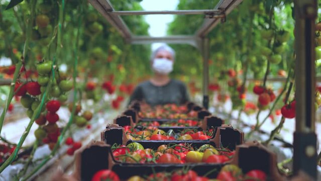 Female farmer walks in greenhouse with a cart full of tomatoes. female worker picking tomatoes in greenhouse