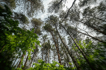 Bottom-up view of the crown of tall trees