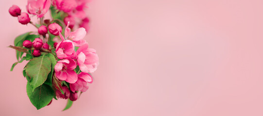 Fototapeta na wymiar apple tree branch in bloom on a pink background banner, space for text, spring time