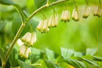 Polygonatum multiflorum, the Solomon's seal, David's harp, ladder-to-heaven or Eurasian Solomon's...