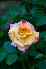 Beautiful Double Delight rose flower on blurred dark green background. Selective focus. Rose petals are covered with rain drops Close-up. Concept of nature for design.