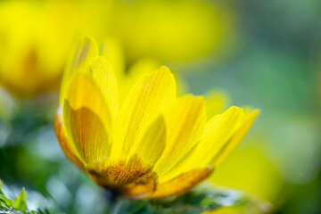 Fototapeta premium フクジュソウ