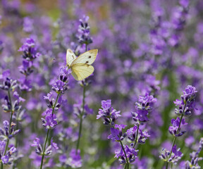 Little beautiful butterfly on a lavender field