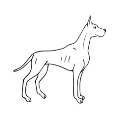Vector hand drawn doodle sketch great dane dog isolated on white background