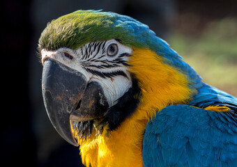blue and gold macaw