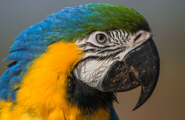 Blue and yellow macaw