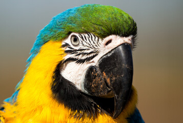 blue and yellow macaw