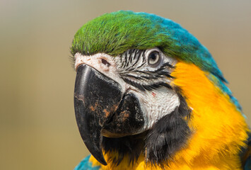 Blue and yellow macaw