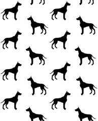 Vector seamless pattern of hand drawn great dane dog silhouette isolated on white background - obrazy, fototapety, plakaty