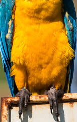 close up of a front of blue and yellow macaw © Rafael