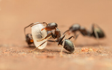 Ant carrying an egg