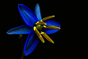 Blue flower on a black background