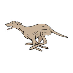 Vector hand drawn doodle sketch colored running whippet dog isolated on white background