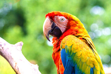 Close up of a colorful scarlet macaw. Isolated and selective focus.