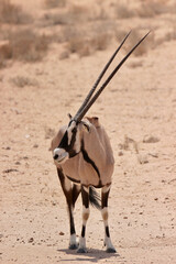 Gemsbok in the Kgalagadi, South Africa