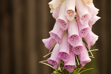 Close up of pink foxglove isolated