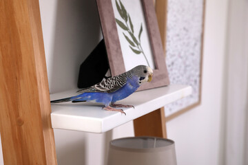 Beautiful light blue parrot on shelf indoors. Cute pet © New Africa