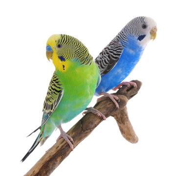 Two beautiful parrots perched on branch against white background. Exotic pets