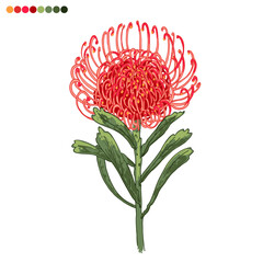 Exotic flower Protea pink. Botanical illustration vector - obrazy, fototapety, plakaty