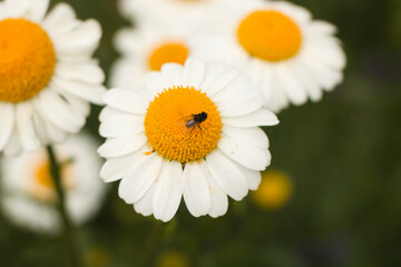 daisy in the garden