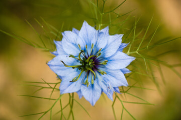 Blue Nigella flower close up