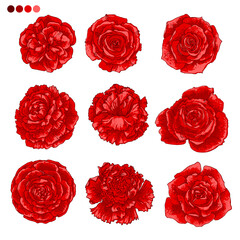 Red roses Flowers white drawn on a color background. Vector sketch of flowers. 