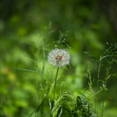 White dandelion in green grass