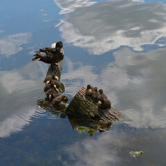 Wild duck with ducklings