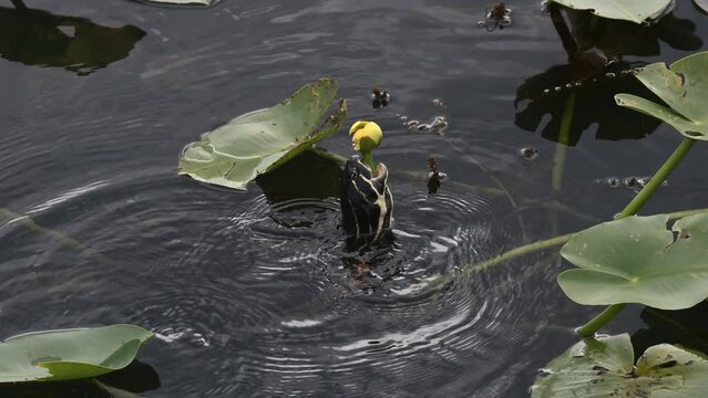 Florida red-bellied cooter or Florida redbelly turtle (Pseudemys nelsoni) trying to eat from a yellow pond-lily (Nuphar variegata) bud , Everglades, Florida.