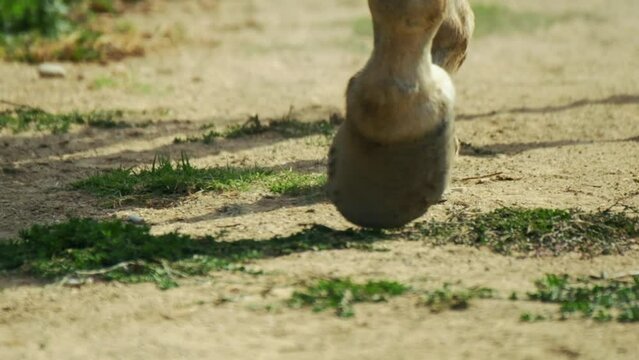 close up horse hooves walking in slow motion.4K