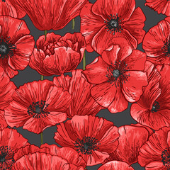 Poppies Pattern Flowers vector. Drawn by a color on a white background. Flowers for the memorial. Remembrance day. 