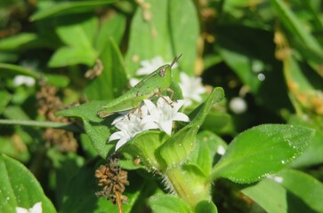 Green tropical grasshopper on white richardia flowers in Florida nature