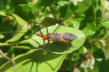 Tropical Assassin beetle on green plant in Florida nature, closeup