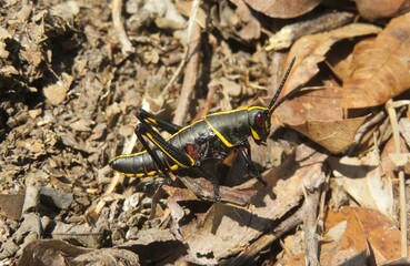 Tropical grasshopper on the ground in Florida wild