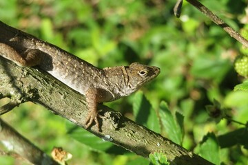 Brown tropical lizard on a branch in Florida wild, closeup