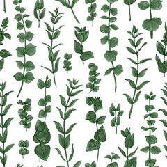 Flowers vector line drawing. Eucalyptus drawn green