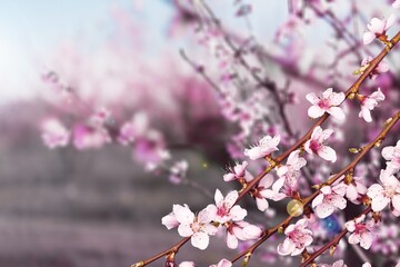 First spring blooming flower on tree.