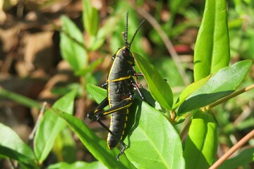 Black tropical grasshopper on a leaf in Florida wild