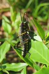 Black tropical grasshopper on a leaf in Florida nature, closeup