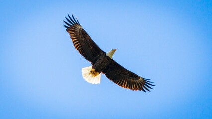 American bald eagle in Flight