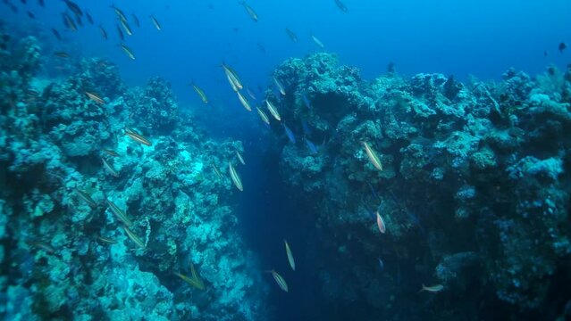 Slow motion video beautiful soft coral reef and colorful fish in tropical water with vibrant colors. Amazing, underwater marine sea world Red Sea and life of its inhabitants, creatures and diving.